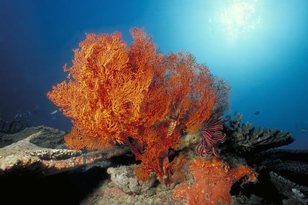 Artenvielfalt im Great Barrier Reef