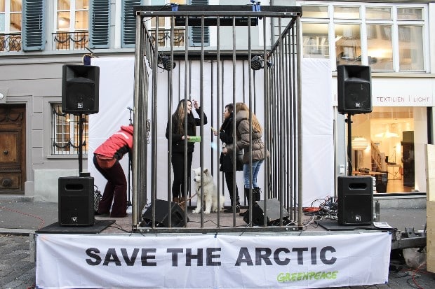 Tierisch schöner Samojede-Botschafter mit Greenpeace in Luzern auf Arktis-Tour