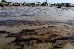 Oil Spil Sundarbans Oil Spil Sundarbans