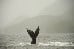 Humpback Whale in Great Bear Rainforest in Canada
