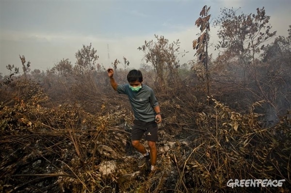 Illegale Brandrodung in Indonesien © Greenpeace
