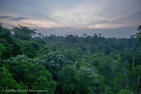 Erfolg: L’Oreal will auf Palmöl aus Regenwaldzerstörung verzichten