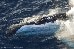 Buckelwale im Indischen Ozean