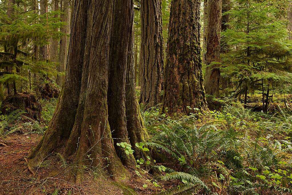 Wie illegales Holz aus dem Kongobecken nach Europa gelangt