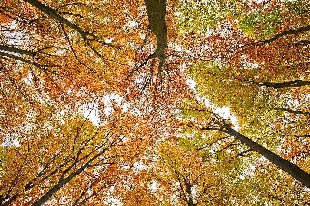 « Qui plante des arbres gagnera le ciel. »