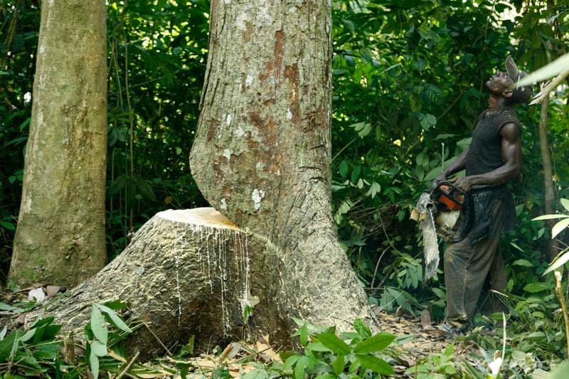 Der kongolesische Regenwald braucht mehr Schutz