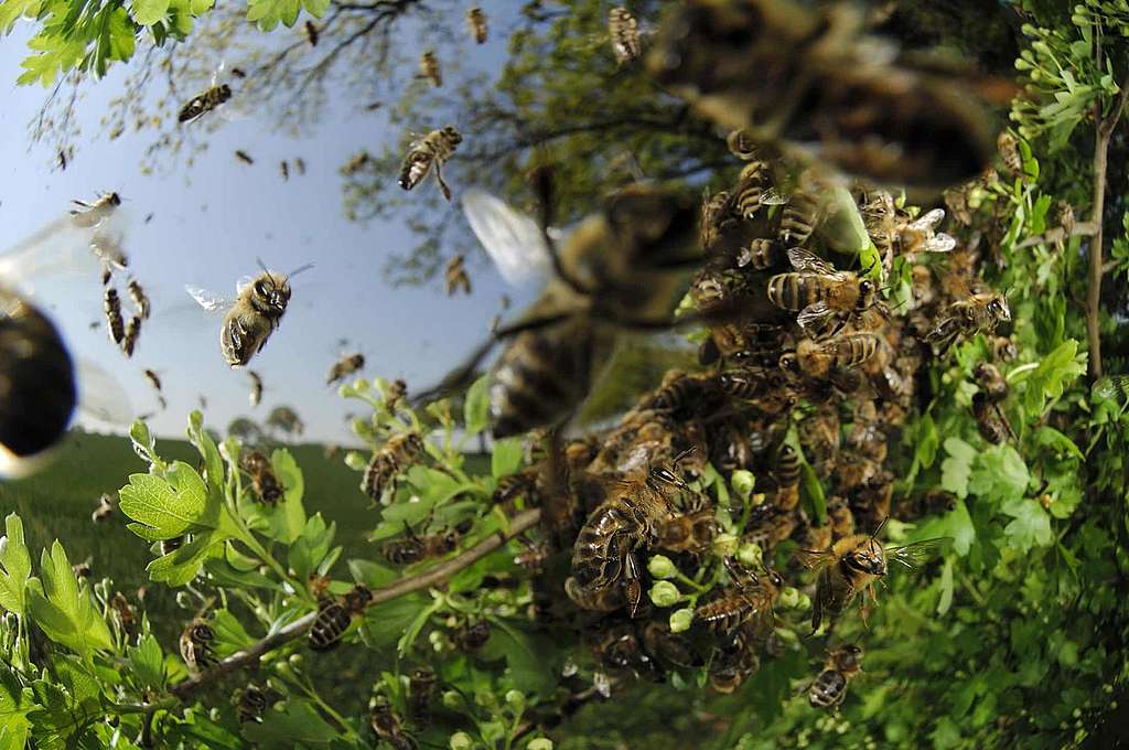 Eine Million Arten auf der Intensivstation