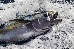 A Yellow Fin Tuna