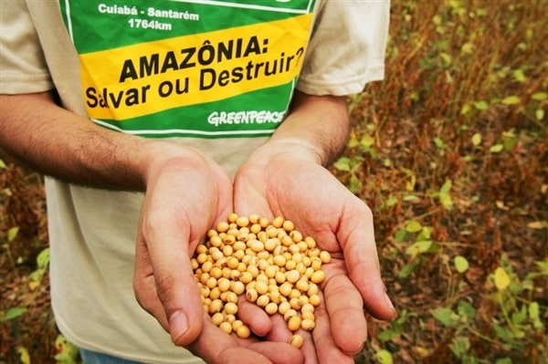 Victoire pour l’Amazonie: un moratoire permanent sur le soja