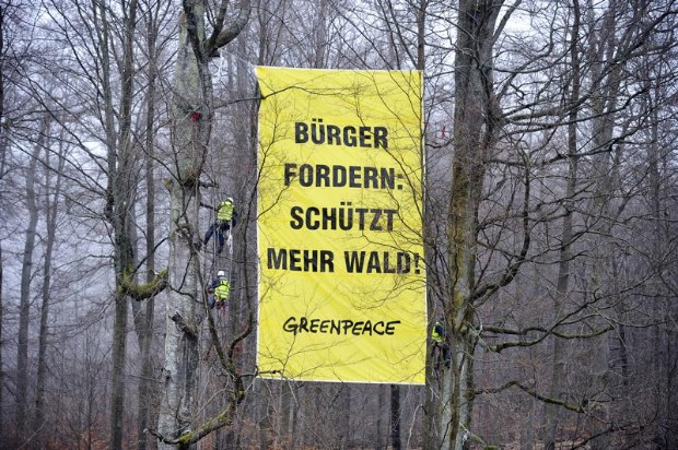 Wald-Banner im Spessart