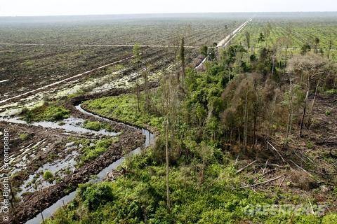 Greenpeace-Report: Billiges Palmöl heizt das Klima an