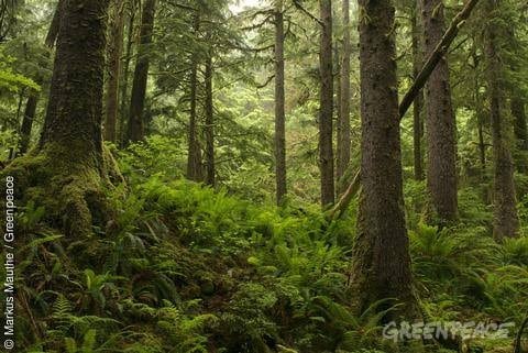 Riesenerfolg für Greenpeace: Great Bear Rainforest in Kanada wird geschützt!