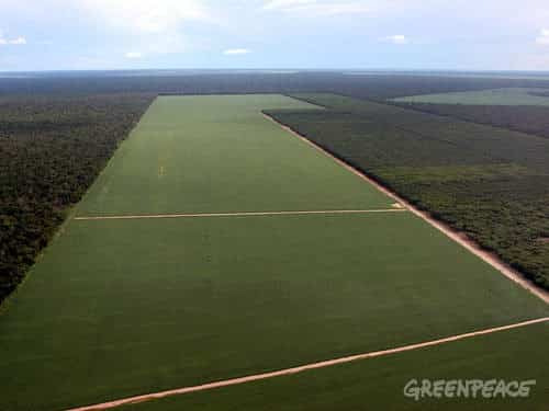 Greenpeace se réjouit de l’extension du moratoire sur le soja amazonien