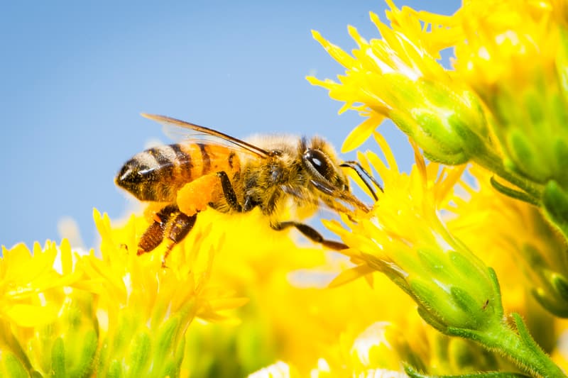 Feldstudie bestätigt, dass Neonicotinoid-Pestizide Bienen schädigen