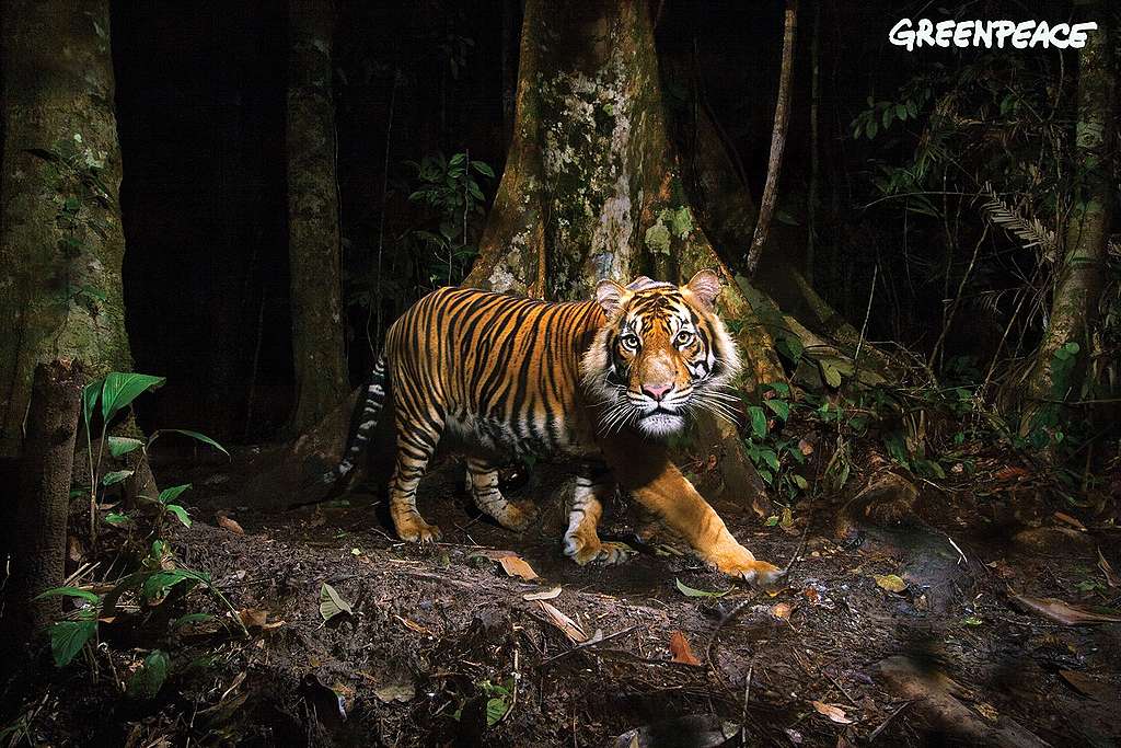 Neuer Palmöl-Report: Lizenz zum Töten Palmölindustrie treibt Sumatra-Tiger an den Rand des Aussterbens