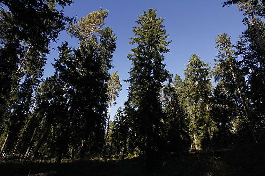 Nord Stream 2: </br> Geheime Pipeline-Tricks gefährden russisches Naturschutzgebiet