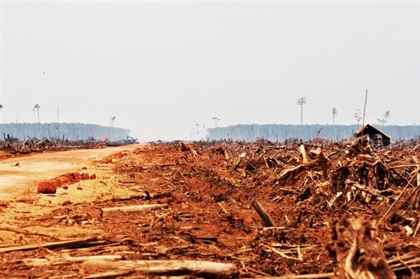 La destruction des forêts indonésiennes se poursuit, en toute impunité