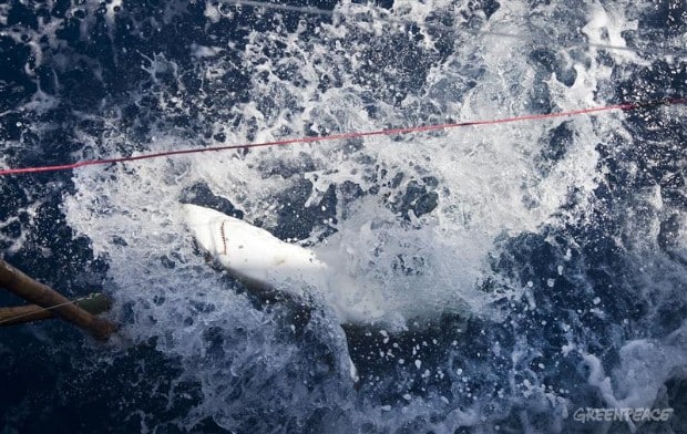 2012 3rd Prize Nature Stories