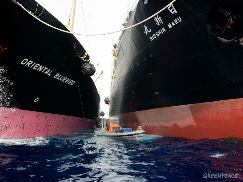 Japanischer Walfang – Zeugen unerwünscht