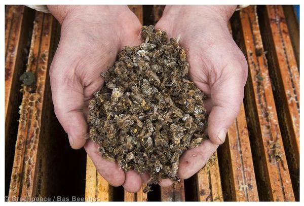 Das Bienensterben geht weiter / Aufwühlende Film-Porträts von Imkerinnen und Imkern