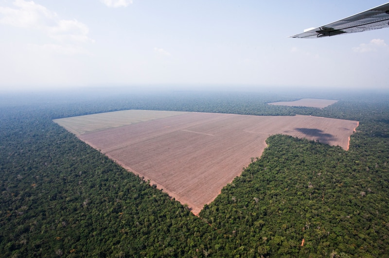 Auffressen des Amazonas gestoppt