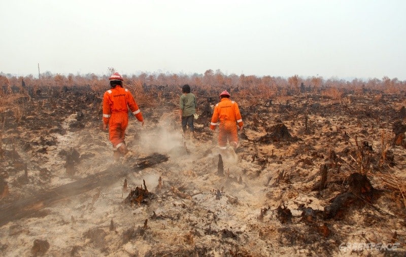 Sinar Mas détruit les forêts tropicales indonésiennes pour produire du papier
