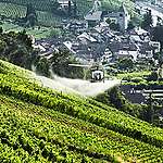 Nouvelle étude de Greenpeace: Greenpeace trouve des pesticides dans la vigne et le vin suisses