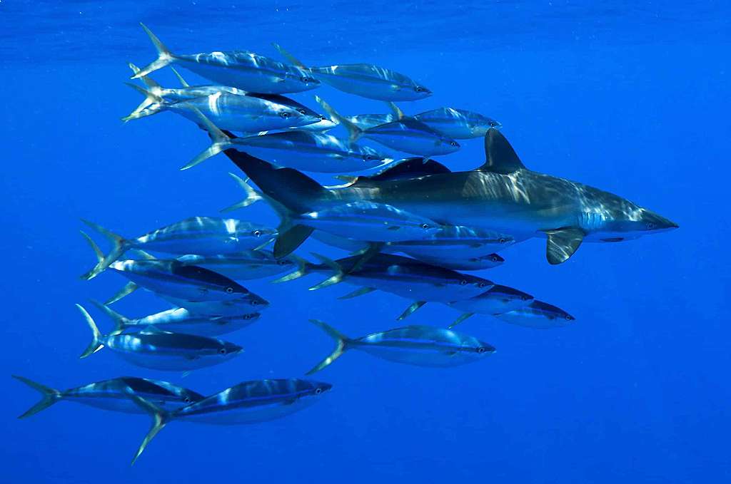 Océans: Greenpeace pousse Thai Union vers la durabilité