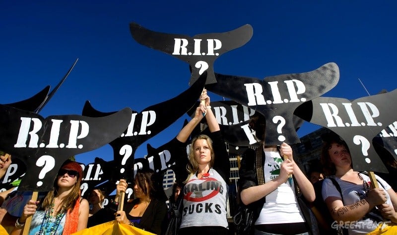 62ème Commission baleinière internationale: le moratoire en danger