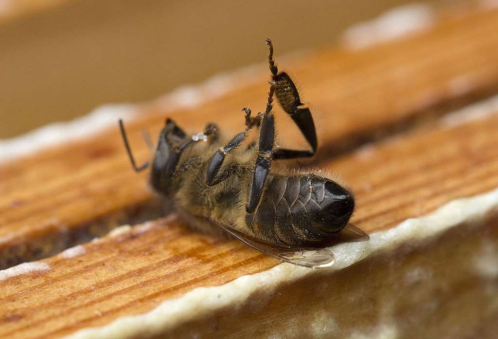 Communiqué de presse: Les pesticides de Syngenta tuent les abeilles