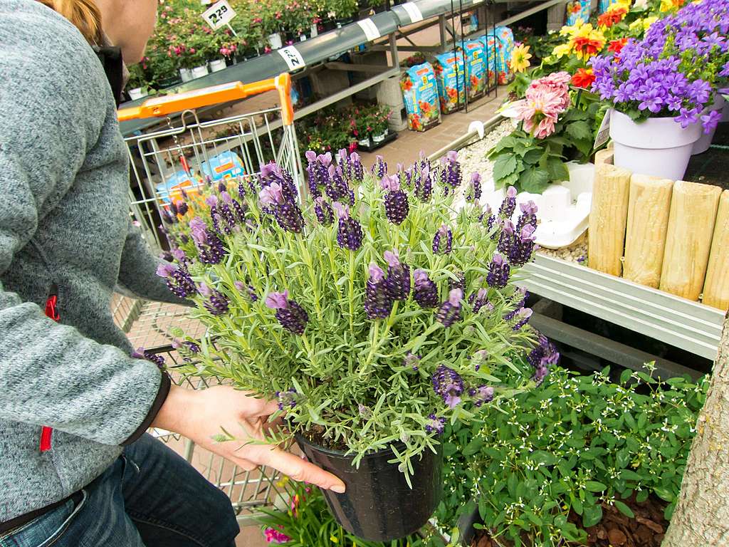 Pestizide im Blumenbeet