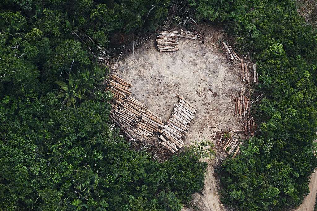 Amazonie:  l&rsquo;absence de surveillance favorise la déforestation