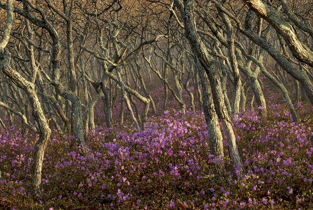 Défendre les forêts, une activité criminelle?