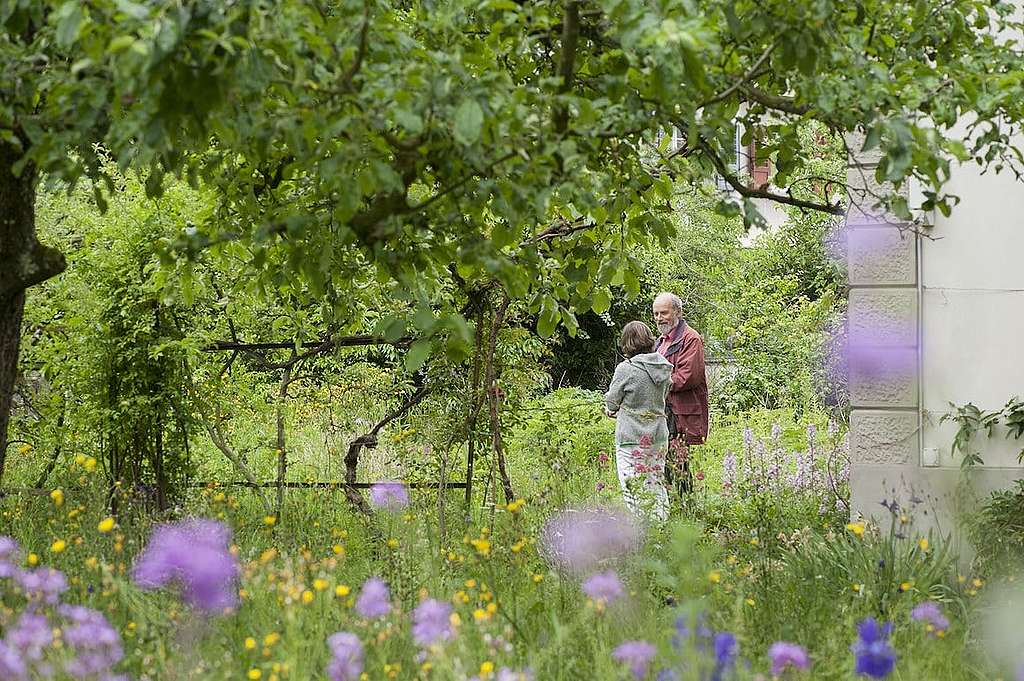Wildbienen – Die anderen Bienen