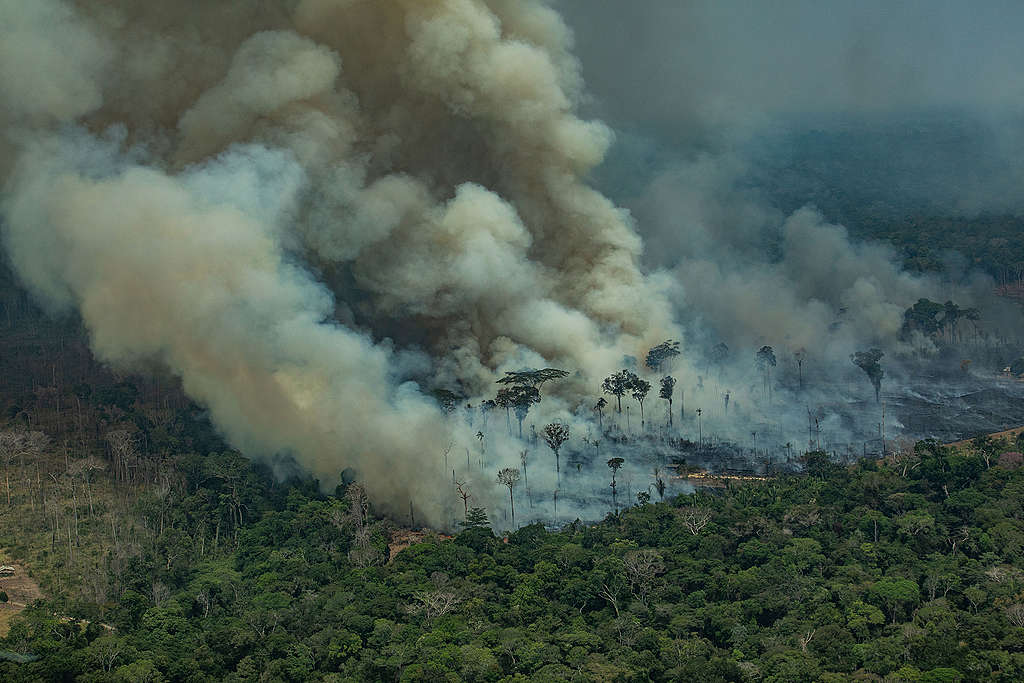 Bilder von Greenpeace dokumentieren die Brände im Amazonasgebiet
