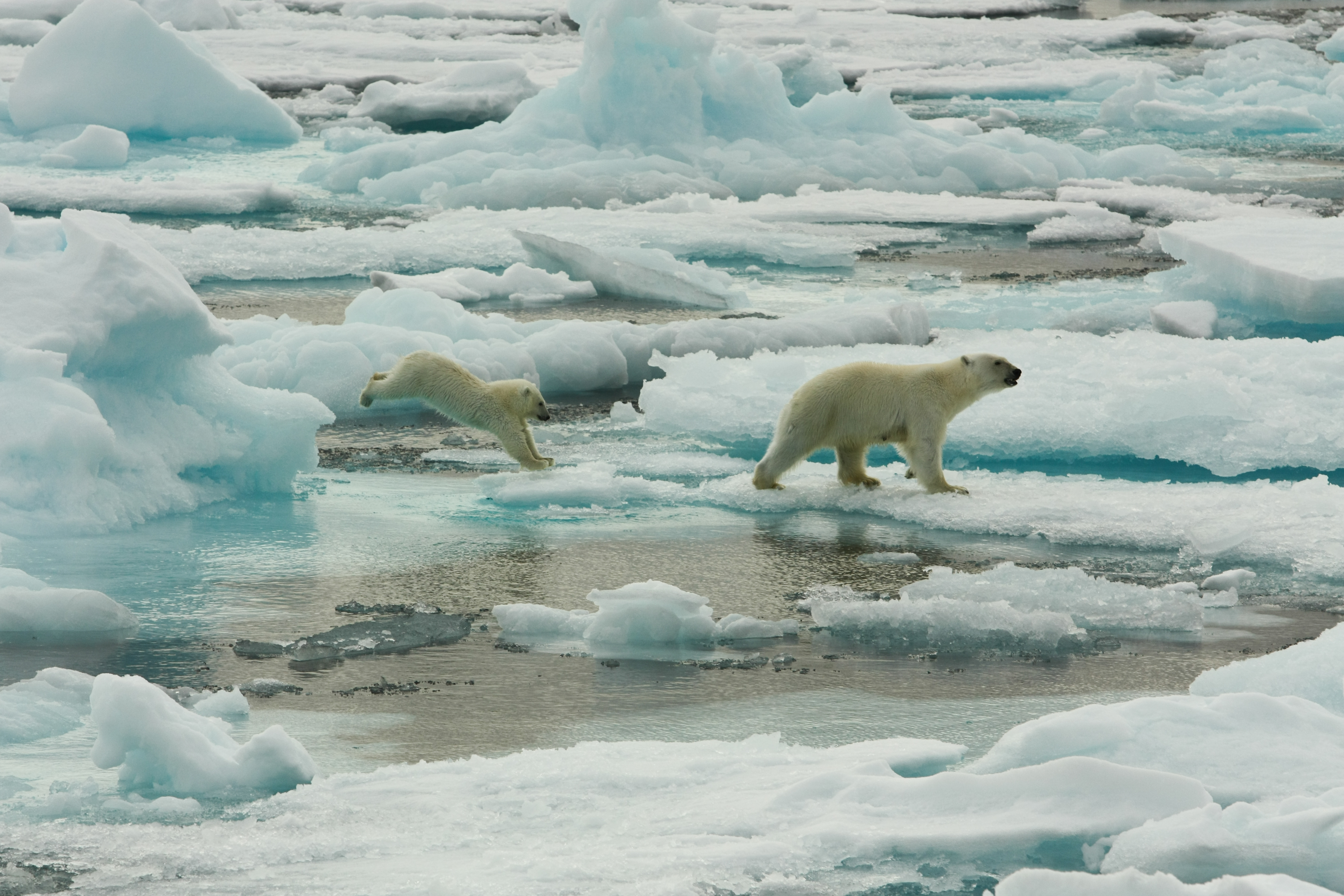 Rapport du GIEC sur les océans et la cryopshère : protéger les océans c’est protéger le climat