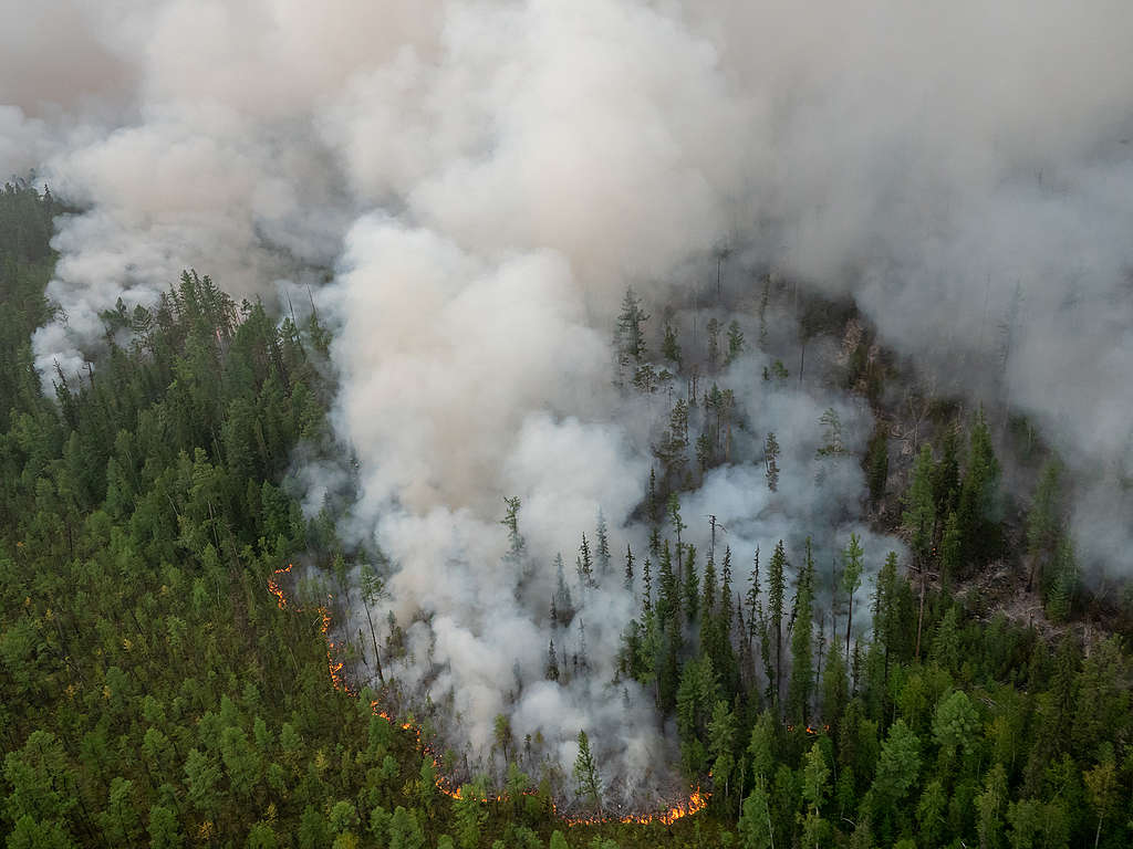 Globale Wälder stehen in Flammen: G7 müssen Klimaschutz vorantreiben