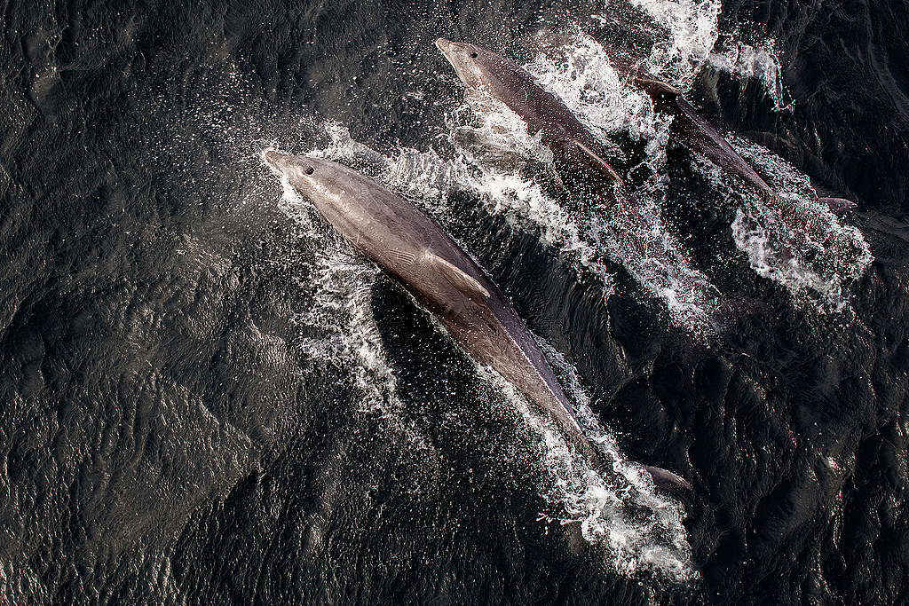 Amazonas-Riff: Zwischen Ölbohrungen und Meeresschutz