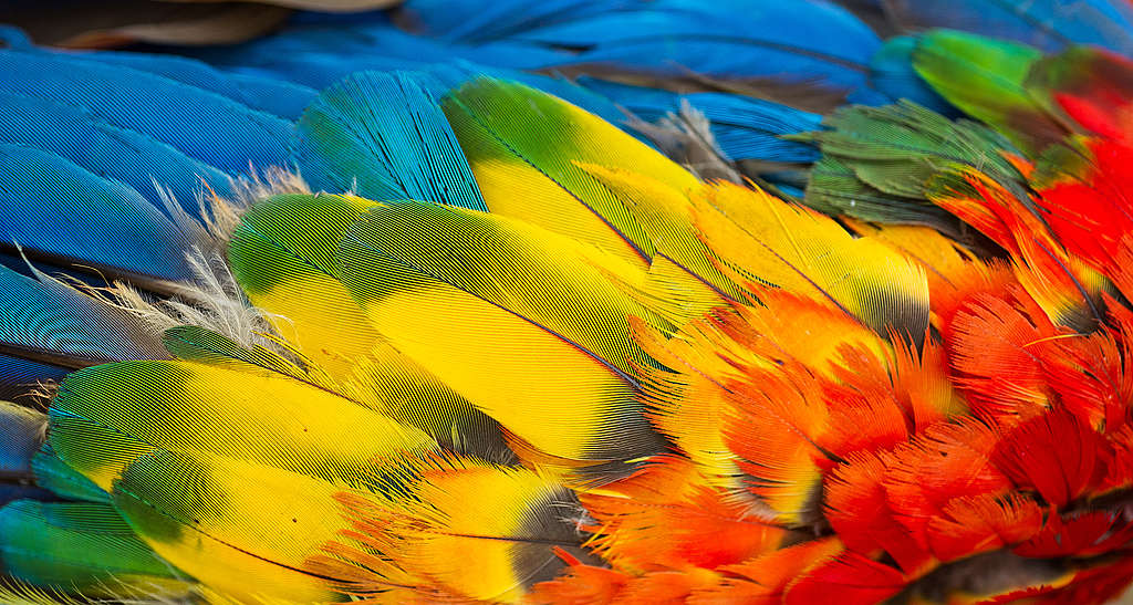 Greenpeace-Kunstaktionen in Bildern