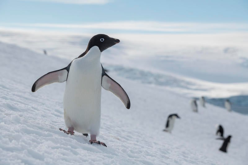 So bedroht die Klimakrise das Leben unserer Pinguine - Greenpeace Schweiz