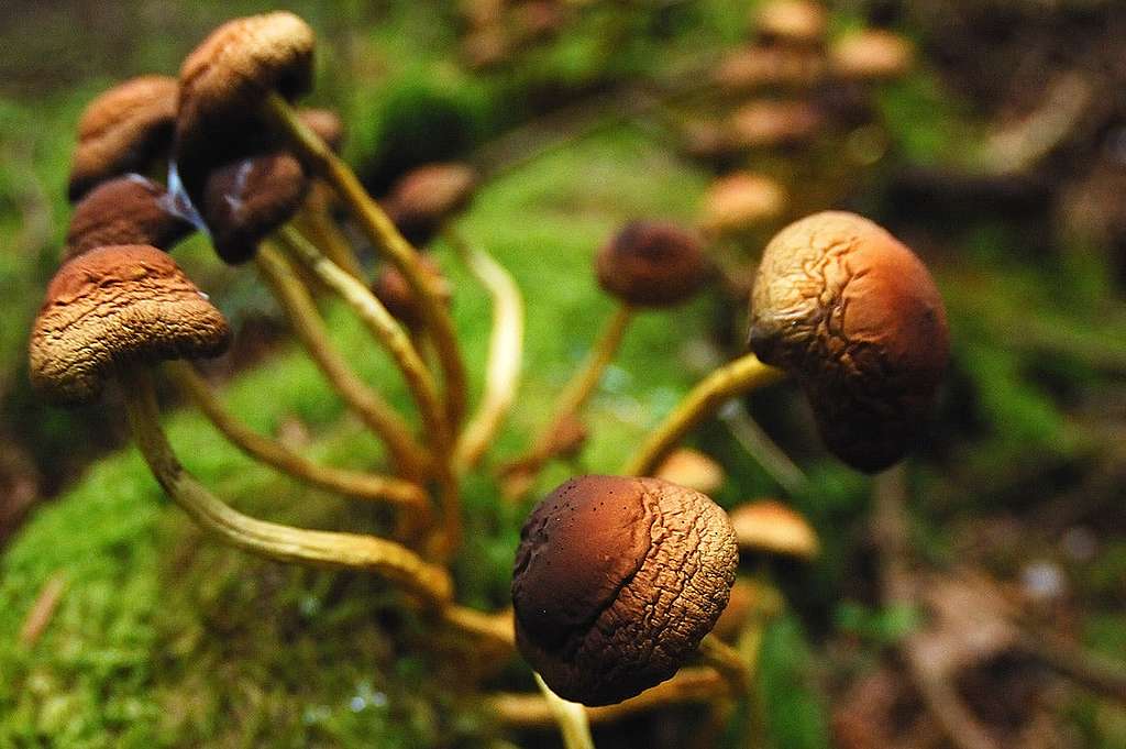 Die Wildlinge des Waldes