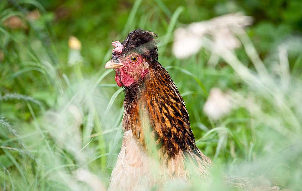 Ein Geschenk der besonderen Art: Warum uns das Huhn heilig ist