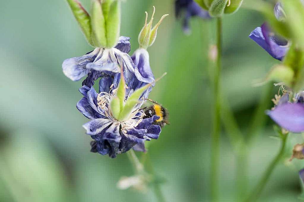 Wildbienen – Die anderen Bienen
