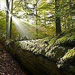 Beech forests  and mixed beech forests in public forest in the Spessart Mountains. Autumn leaves and deadwood on the forest floor.
Sunshine streaming through the branches.
Buchenwald und Buchenmischwald  im bayerischen Staatsforst im Spessart.
Herbstlaub, Totholz auf dem Waldboden.
Sonnenstrahlen zwischen Zweigen.