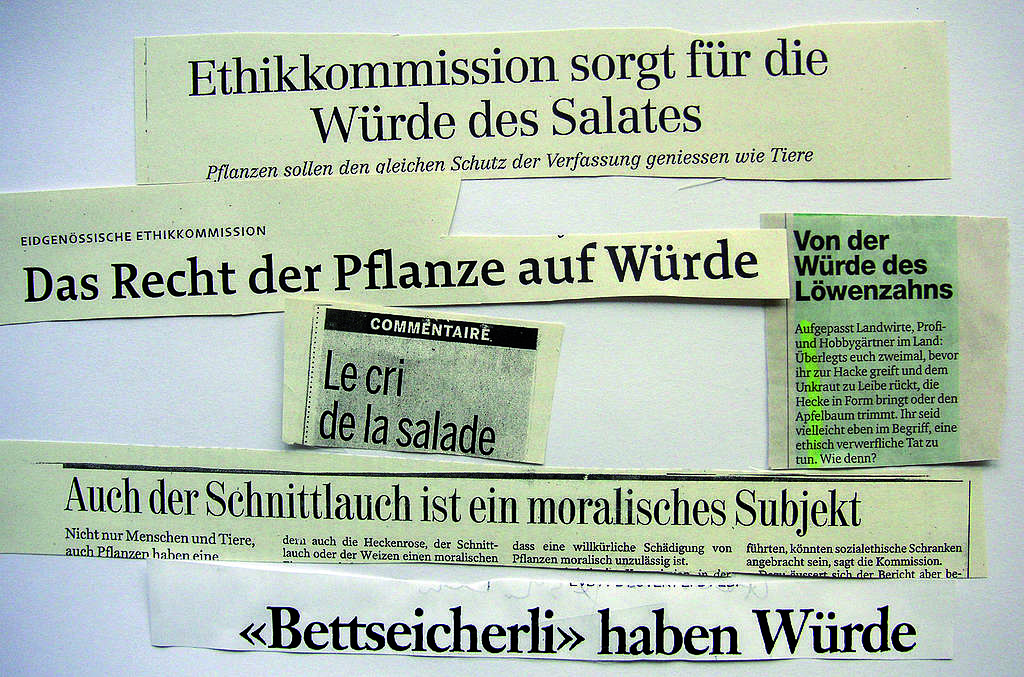 Die Würde des Kopfsalats