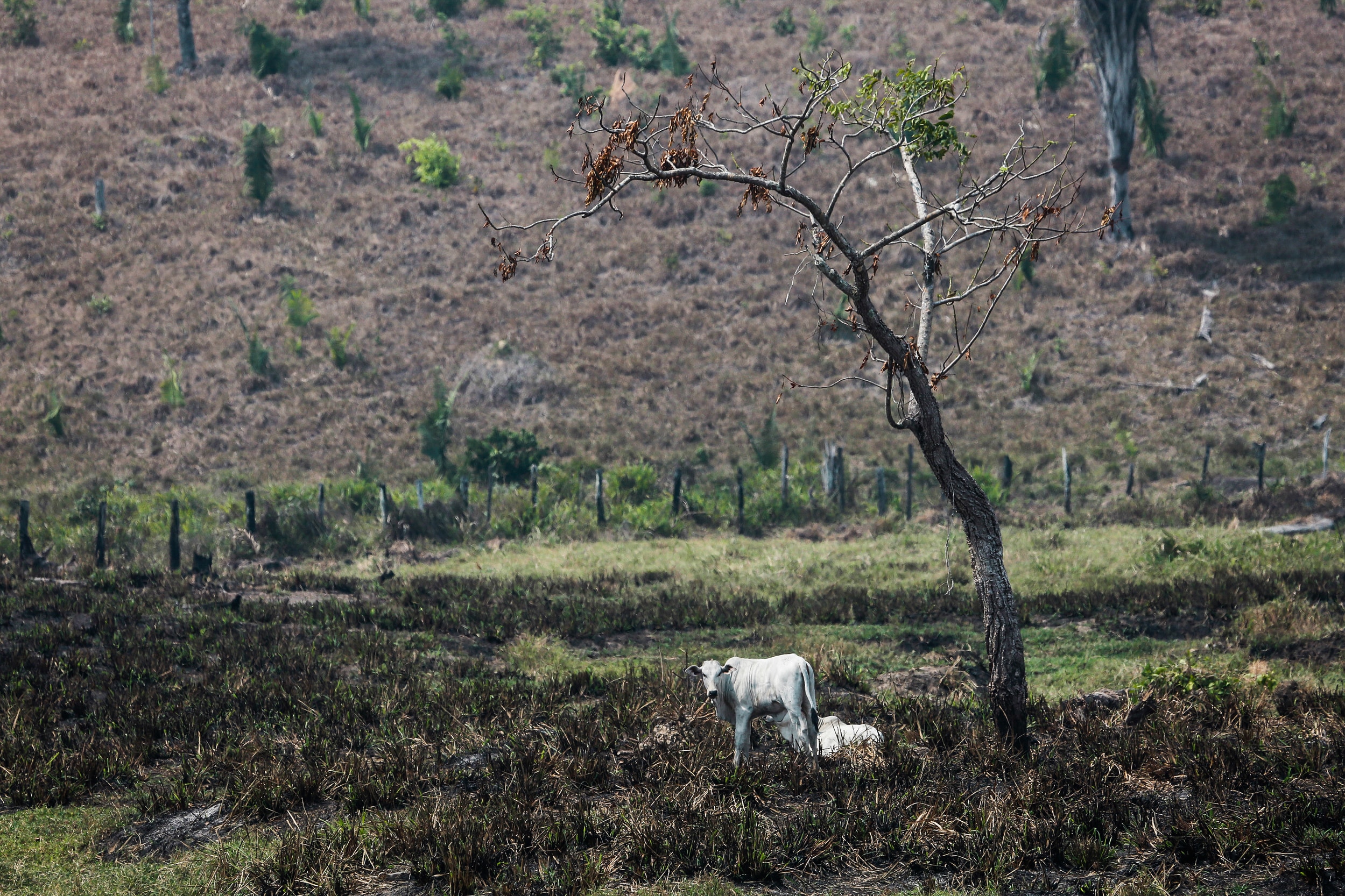 Eine abgestorbene Gegend in Pará beginnt allmählich, neue Gäste zu beherbergen. Gemäss m Jahr 2014 hatte der Staat die 7. grösste Herde des Landes. the state had the seventh largest flock of the country, according to the Ministry of Agriculture, Livestock and Supply. 