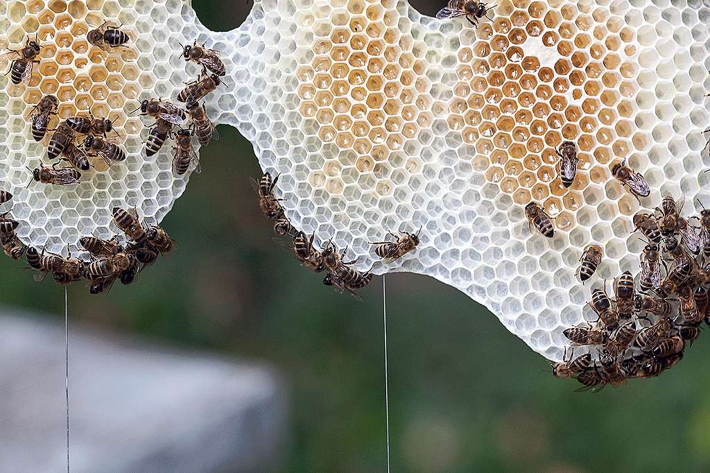 Bienen zwischen Freiheit und Schutz