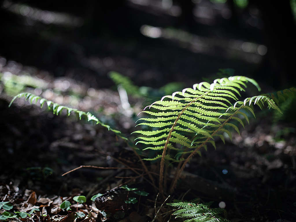 Adieu, Fr&uuml;hling