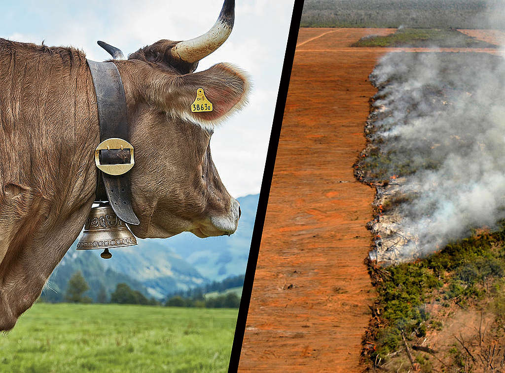 E-Talk zu Futtermittel: Wie hängen Amazonas, Schweizer Viehhaltung und Trinkwasserqualität zusammen?