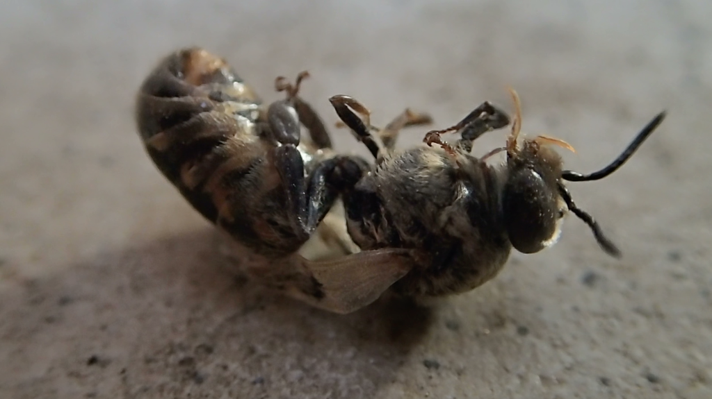 Stop à l’agrobusiness! Un changement de politique agricole est nécessaire